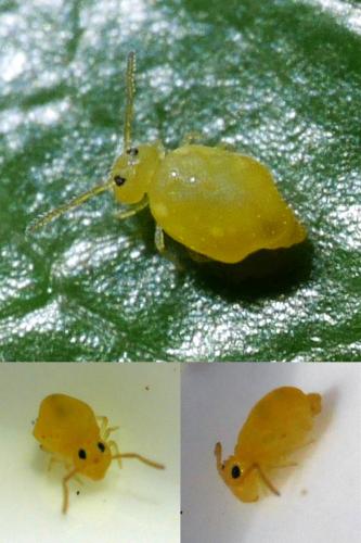 Bourletiella arvalis